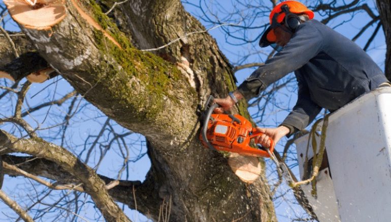 Do’s and Dont’s of Crown Trimming for Trees
