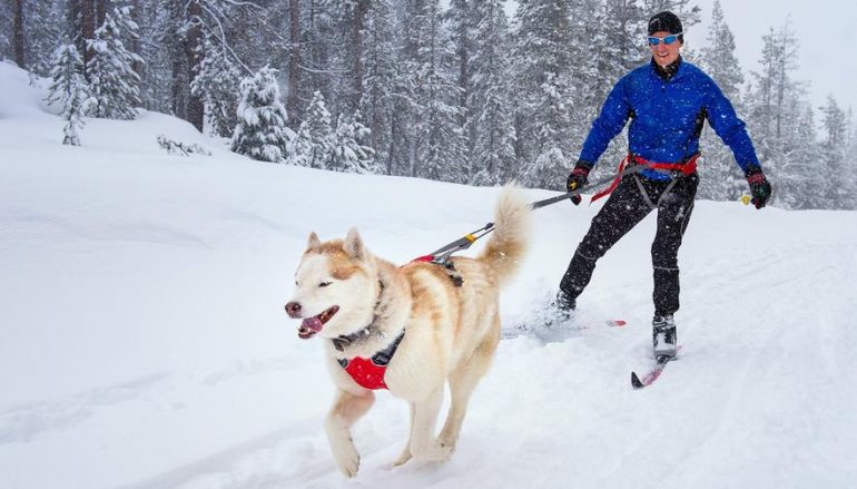 How To Skijor – The Ultimate Dog Skijoring Guide