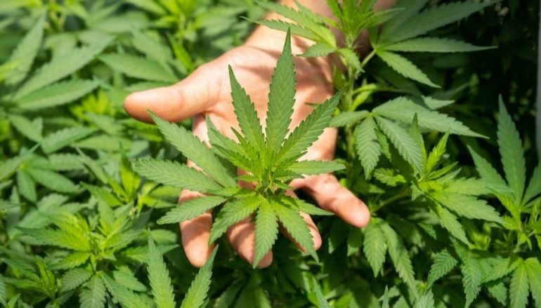 The Top 10 Frequently Asked Questions About Cannabis and Hemp