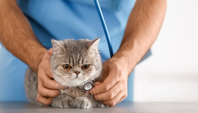 Feline Urinary Tract Disease: Symptoms and Causes