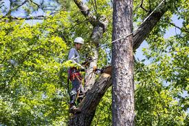 Hagen Environmental – Hagen Environmental | Sustainable Pest Management and Property Protection   
